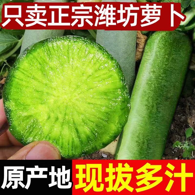 新鲜直达潍坊水果萝卜甜脆潍坊萝卜新鲜生吃青凤梨潍县冰淇淋萝卜
