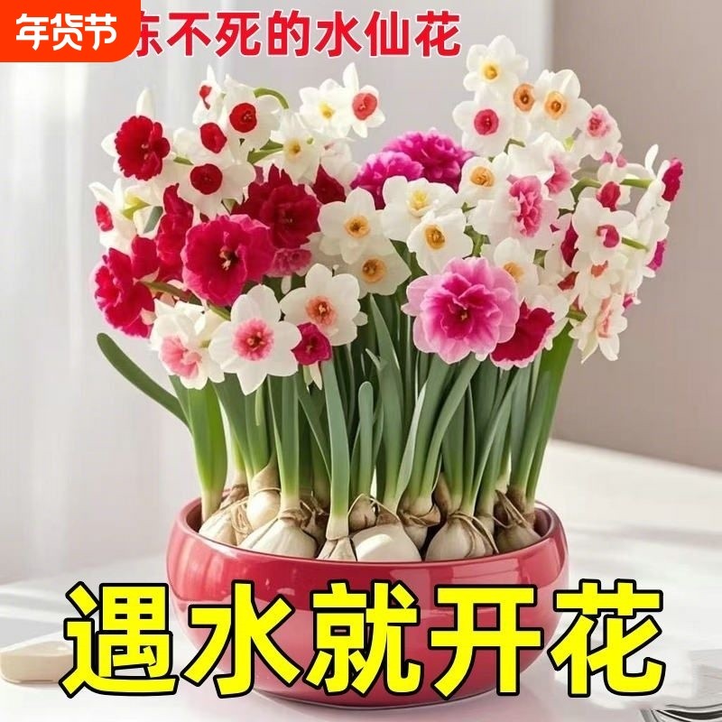 超值重瓣洋水仙花水培花卉盆栽阳台室内植物耐寒好养四季开花冬季,鲜花速递/花卉仿真/绿植园艺,时令草本花卉,淘宝优惠券,粉丝福利购,淘宝优惠卷