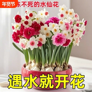 超值重瓣洋水仙花水培花卉盆栽阳台室内植物耐寒好养四季开花冬季