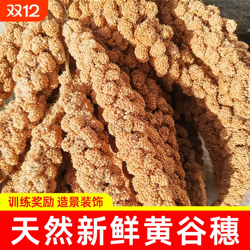 鹦鹉谷穗麦穗谷子鸟粮饲料训练奖励小零食虎皮玄凤牡丹专用零食棒