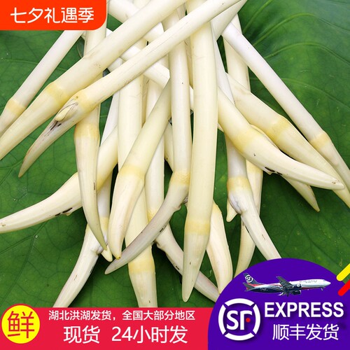 藕带新鲜顺丰包邮洪湖藕尖藕肠子当季时令蔬菜莲藕带鲜藕采摘炒菜