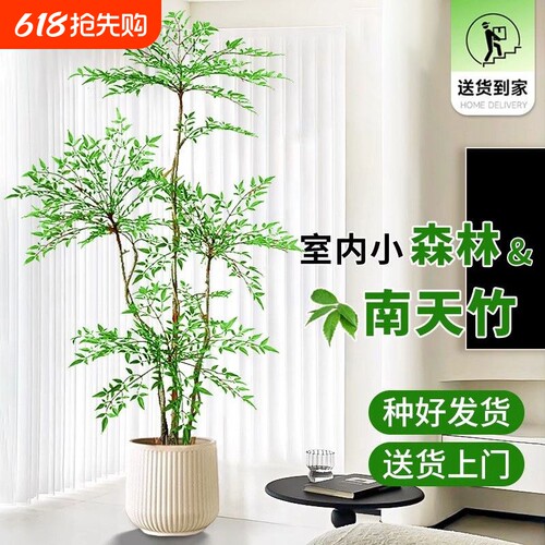 造型南天竹客厅沙发边盆栽大型绿植物室内旺宅真花大号绿植卧室