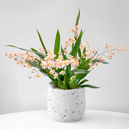 香水文心兰盆栽浓香型耐寒带花苞