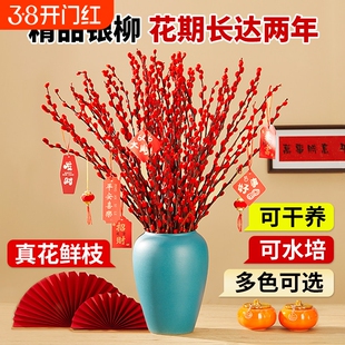 银柳真花鲜枝年宵花客厅摆件干花盆栽抱抱桶红色花卉干枝水培植物