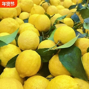 广东黄柠檬香水黄柠檬黄皮柠檬新鲜果园直发当季奶茶店商用批发