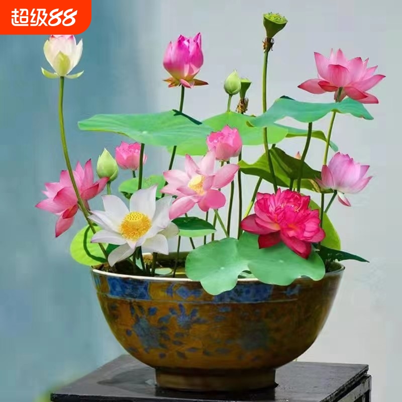 碗莲水培植物花卉室内花好养好养开花种子籽水养荷花盆栽客厅睡莲