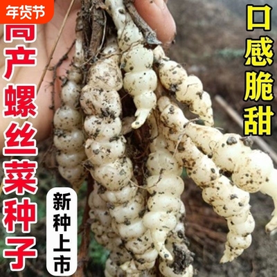 2025螺丝菜宝塔菜种子宝塔菜甘露牯牛葫芦溜子四季阳台盆栽蔬菜种