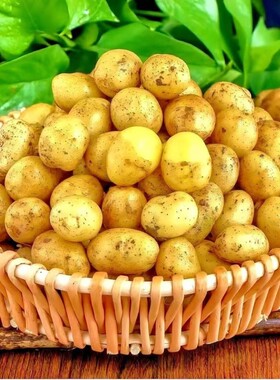 迷你小土豆新鲜高山黄皮洋芋马铃薯批发新货现挖小个乒乓球大小