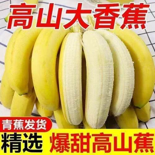 正宗广西小米蕉香蕉新鲜水果当季鲜苹果蕉自然熟粉蕉