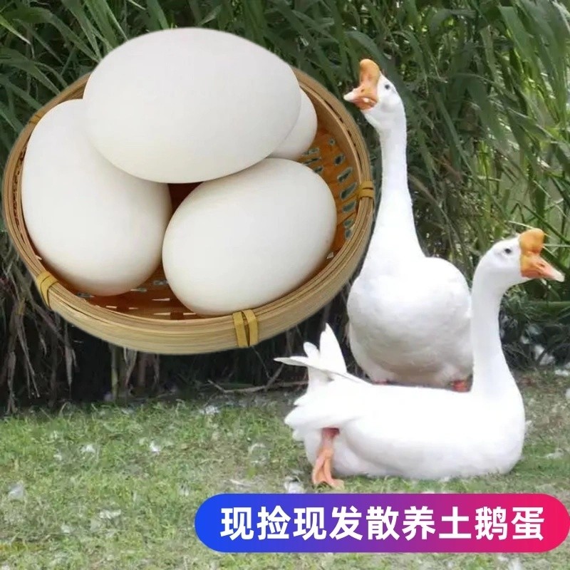 正宗农家散养新鲜土鹅蛋孕妇大鹅蛋家养鹅蛋现捡现发,水产肉类/新鲜蔬果/熟食,鹅蛋,淘宝优惠券,粉丝福利购,淘宝优惠卷