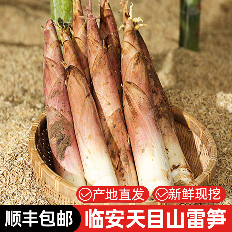 【临安春笋】正宗2026年新鲜采挖天目山农家春笋雷笋顺丰包邮