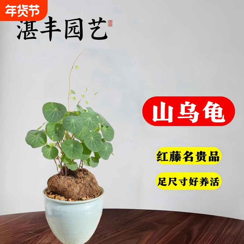 堇年造景多肉植物摆件山乌龟盆栽室内圆叶绿植水培桌面盆景爬藤