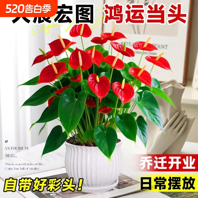 大号红掌盆栽水培带花大叶大花客厅绿植室内好养植物办公室桌面花
