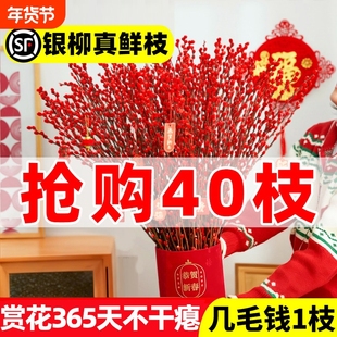 银柳真花鲜枝客厅摆件雪柳红色喜庆干花枝室内装饰年宵花水培植物