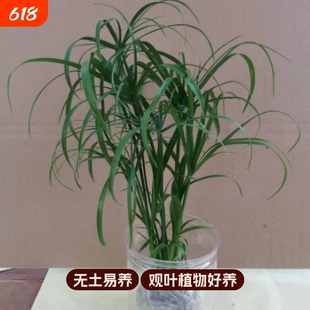 水培植物水竹盆栽旱伞草风车草水生鱼缸养挺水植物庭院棕竹