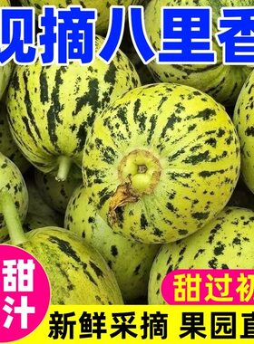 山东头茬花美人八里香甜瓜新鲜应季时令整箱包邮绿宝脆甜现摘大果