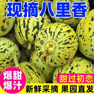 山东头茬花美人甜瓜新鲜应季八里香时令整箱包邮绿宝脆甜现摘大果
