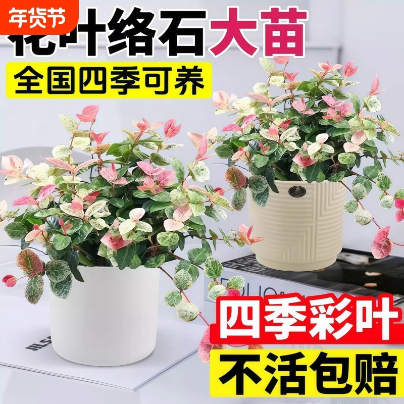 花叶络石盆栽室内办公室四季好养客厅桌面阳台垂吊花卉绿植物造型