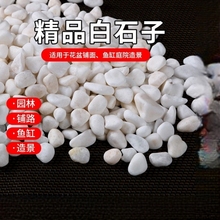 甜沃鹅卵石天然雨花石小白石子多肉盆栽造景装饰白色石头鱼缸庭院