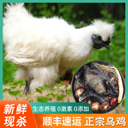 正宗白凤乌鸡现杀冷冻整只