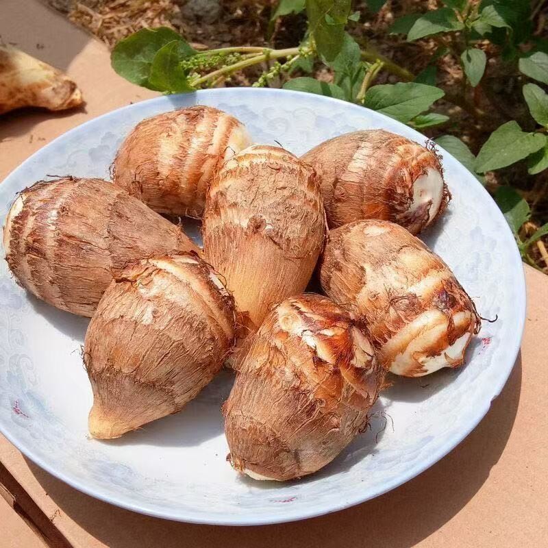 山东牛奶小芋头新鲜蔬菜粉糯红毛荔浦芋头槟榔芋当季芋艿香芋农家
