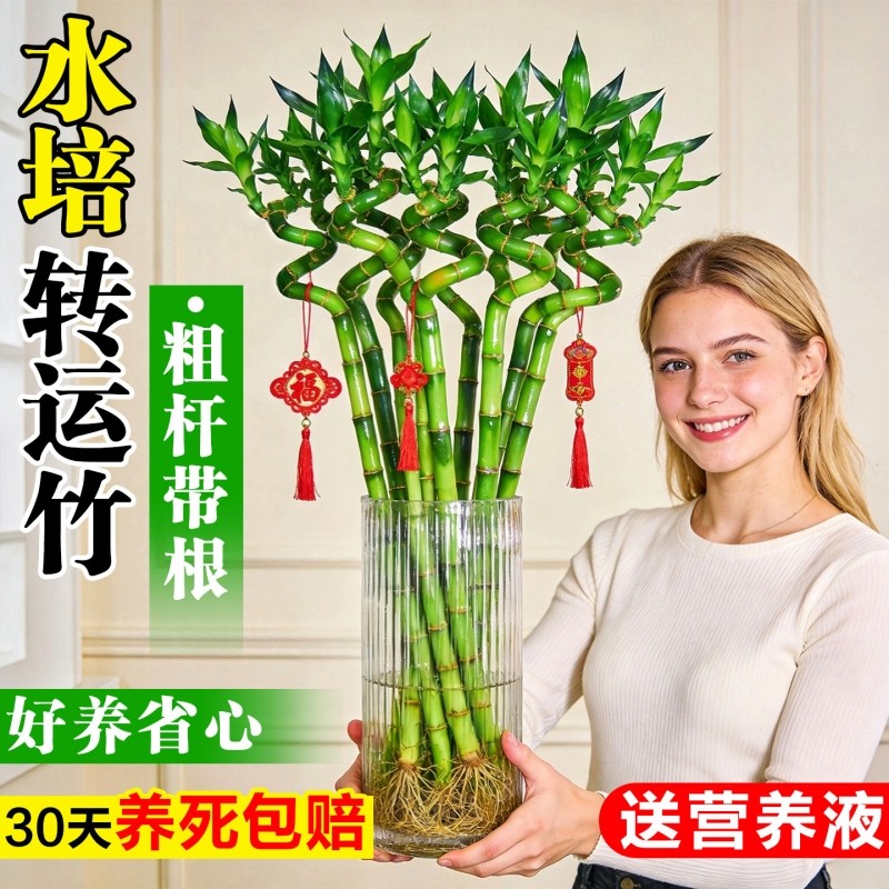 转运竹水养带根富贵竹水培植物客厅招财盆栽室内桌面花卉绿植粗杆,鲜花速递/花卉仿真/绿植园艺,绿植,淘宝优惠券,粉丝福利购,淘宝优惠卷