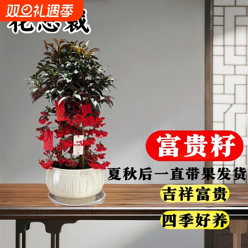 富贵籽盆栽带红果室内客厅盆景植物花卉黄金万两招财旺宅阳台好养