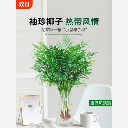 椰子水培植物室内好养富贵竹盆栽