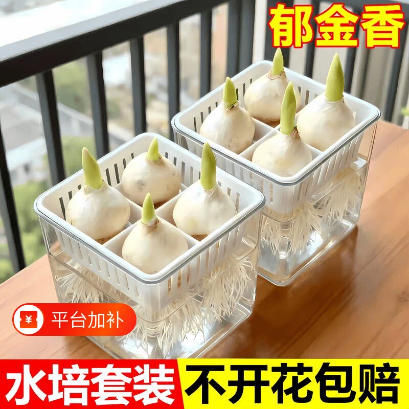 郁金香种球地栽土培盆栽带花苞5度种子室内外好养水培植物花卉苗