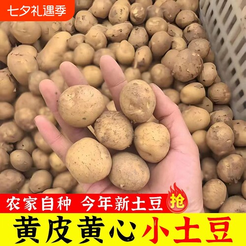 正宗恩施小土豆迷你新鲜