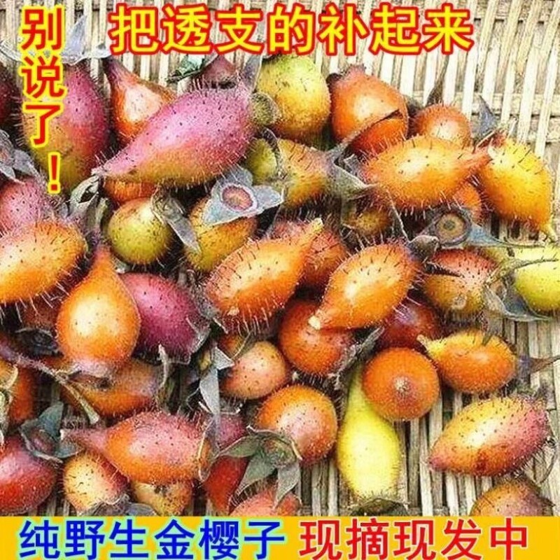 贵州野生金樱子泡酒深山采摘新鲜山石榴中药材糖罐子青果刺梨果