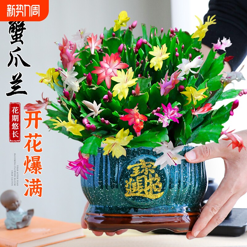 蟹爪兰盆栽带花苞多色花卉室内阳台绿植净化空气好养多季开花不断