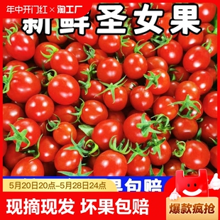特产水果蔬菜整箱 广西新鲜千禧圣女果西红柿小柿子小番茄樱桃当季