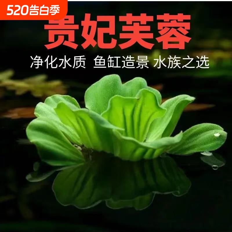 养鱼乌龟水草植物乌龟专用缸乌龟水草巴西龟龟缸造景净化水质绿植