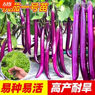 杭茄一号种籽秧苗穴盘蔬菜春秋四季茄子西红柿线椒高产薄皮茄苗