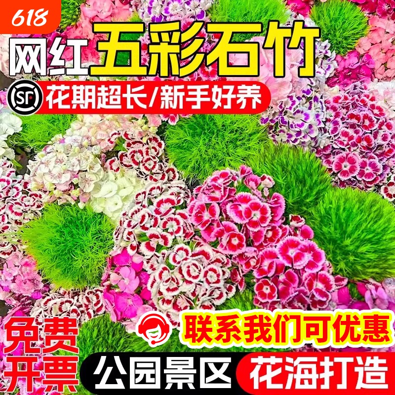 五彩石竹花籽四季播种公园庭院花海野花组合种子欧石竹重瓣多年生