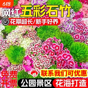 五彩石竹花籽四季播种公园庭院花海野花组合种子欧石竹重瓣多年生