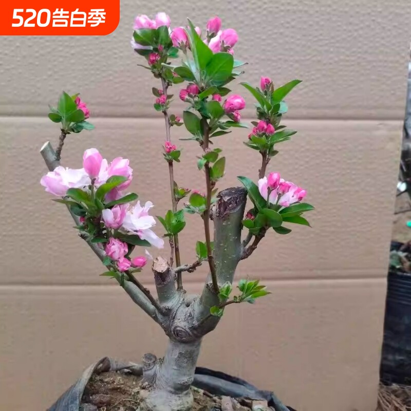 老北京海棠花盆栽春季开花多年生木本花卉室外粉色老桩垂丝长寿冠
