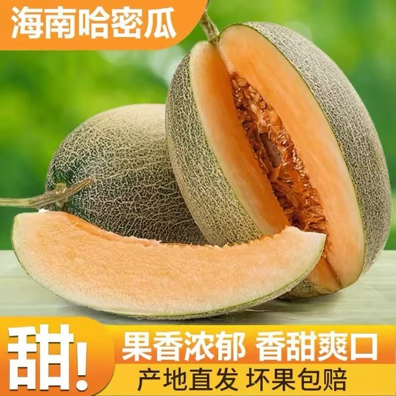海南直发沙地晓哈蜜瓜精品正宗冰淇淋网纹瓜枚珑薄皮软糯爆甜西州