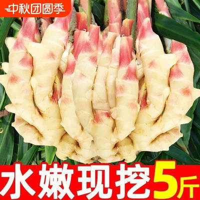 现挖山东红芽嫩姜新鲜5斤鲜姜子姜生姜泡姜芽腌制蔬菜农家嫩仔姜