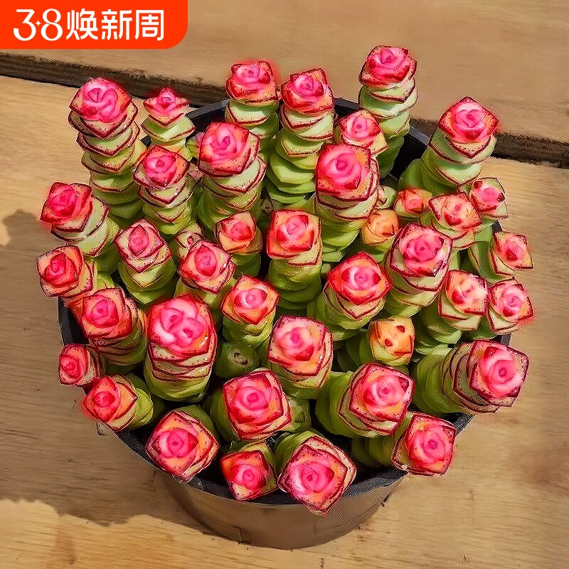 牡丹钱串群生招财钱串花卉盆栽多肉植物办公室阳台防辐射绿植新款