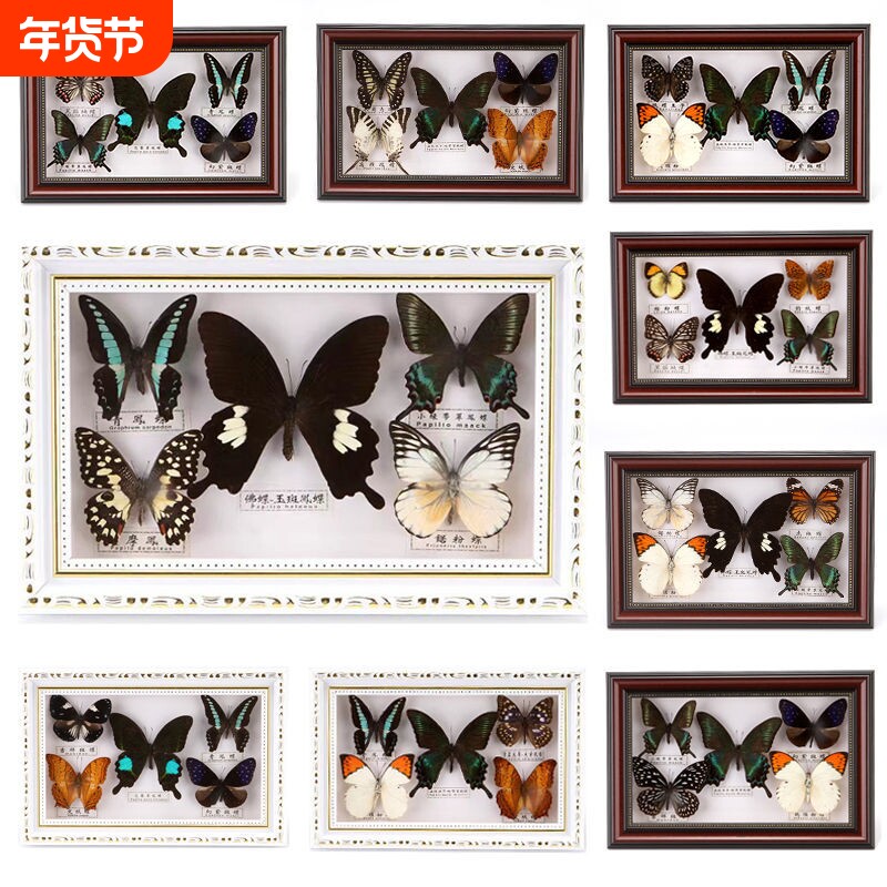 真蝴蝶标本相框摆件蝴蝶昆虫生日礼物幼儿园宝宝礼物居家摆台玻璃