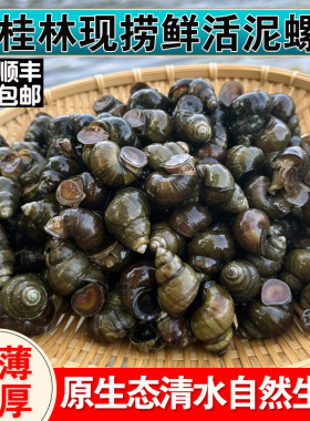 桂林鲜活泥螺新鲜螺蛳现捞野生清水石螺小田螺特大号本地螺丝批发