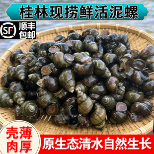 桂林鲜活泥螺新鲜螺蛳现捞野生清水石螺小田螺特大号本地螺丝批发