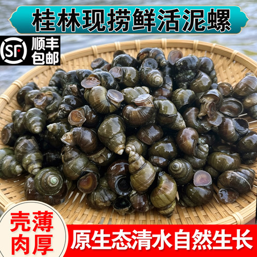桂林鲜活泥螺新鲜螺蛳野生清水石螺小田螺特大号本地螺丝批发干净