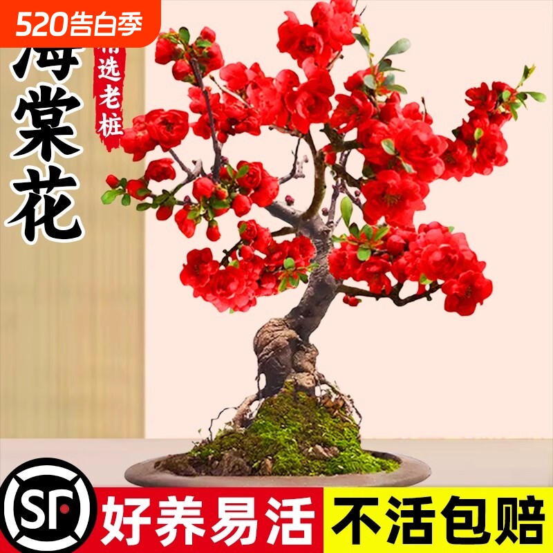 垂丝海棠花盆栽四季开花卉植物室内带花苞重瓣红梅花树苗老桩盆景