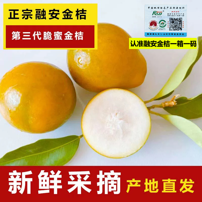 脆蜜金柑第三代广西融安脆蜜金桔新鲜当季水果整箱顺丰包邮