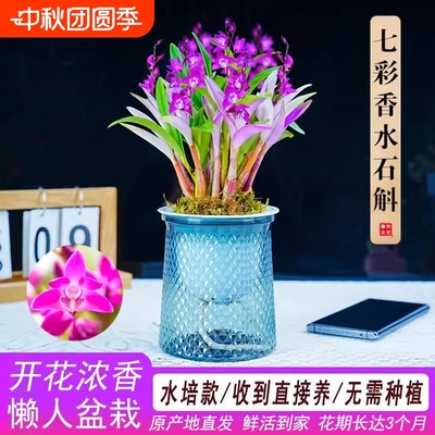 七彩香水石斛兰冬季带花苞水培开花浓香室内客厅绿植盆栽花卉