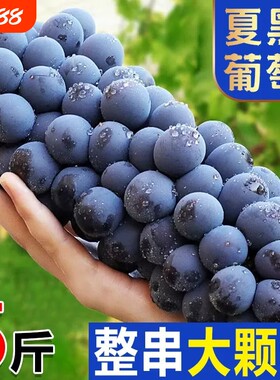 空运葡萄现摘夏黑无籽黑蜜整串装新鲜水果非巨峰黑