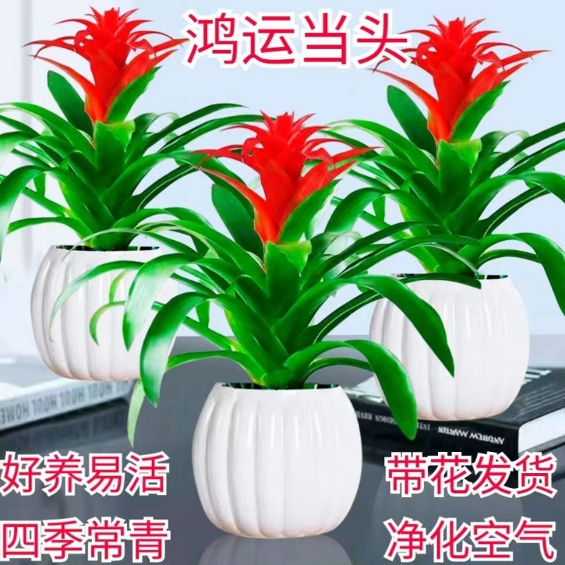 鸿运当头组合盆栽室内水培懒人植物净化空气客厅花卉带花吉利红